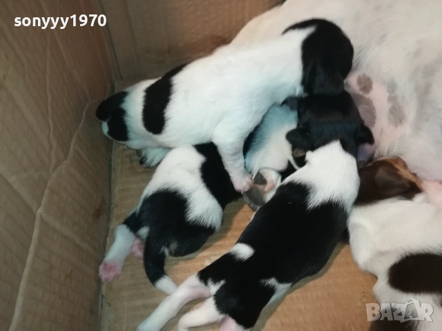 ДЖАК РЪСЕЛ-250ЛВ ЗА СЛАДКО КУТРЕ ПО ИЗБОР 2508251815, снимка 3 - Джак ръсел териер - 51486615