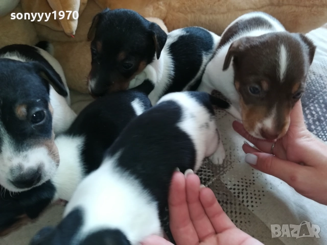 ДЖАК РЪСЕЛ-250ЛВ ЗА КУТРЕ 2409251049, снимка 14 - Джак ръсел териер - 51817566