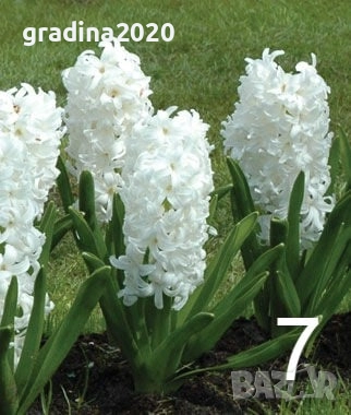   Луковици на Зюмбюл - 7 вида, снимка 6 - Разсади - 51456436