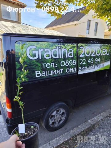 Poncirus trifoliata / Див лимон, снимка 5 - Разсади - 37305243