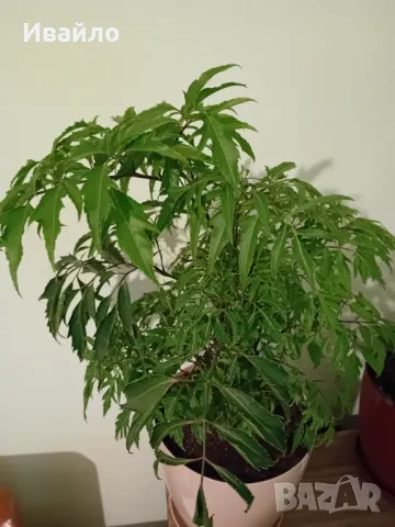 Aralia Ming - Минг Аралия