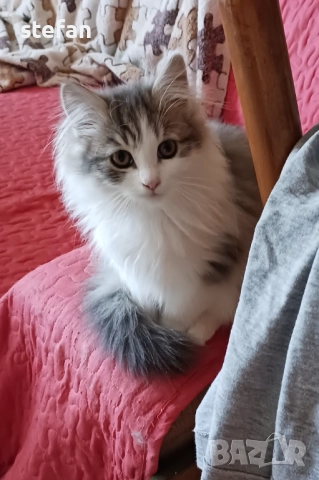 Полу персийчета 2 момичета , снимка 1