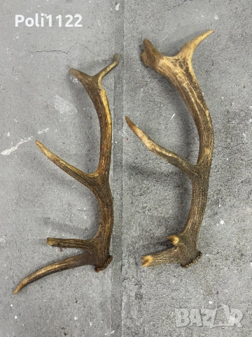 Рога от Елен