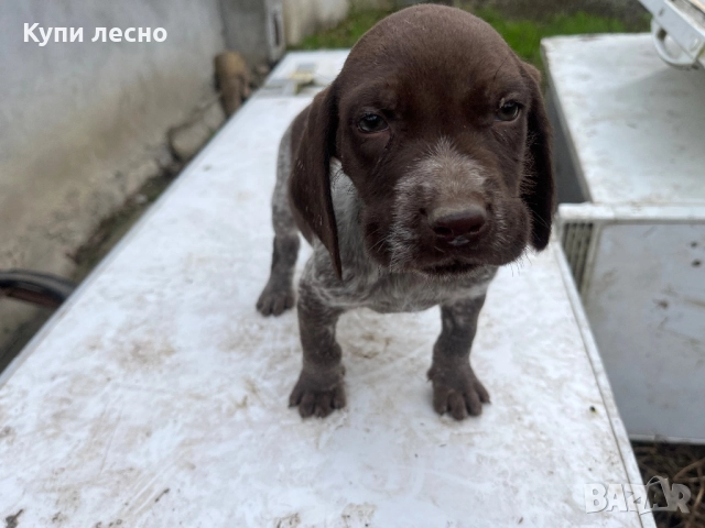 Кученца за трюфели , снимка 13 - Други - 51565937