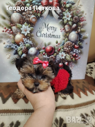 мини йоркширски териер момиче , снимка 5 - Йоркширски териер - 52749209