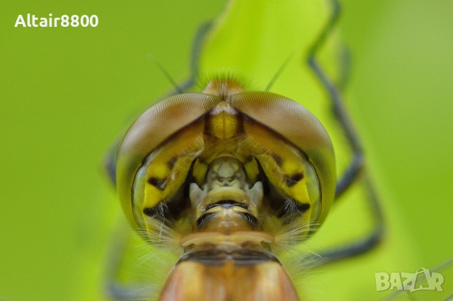 AF Tokina 100mm f/2.8D Macro обектив Никон, снимка 7 - Обективи и филтри - 52344003