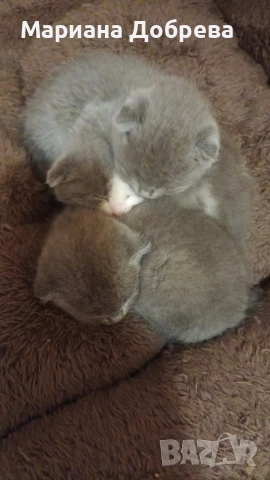 Шотландско клепоухо коте , снимка 2 - Британска късокосместа - 52893687