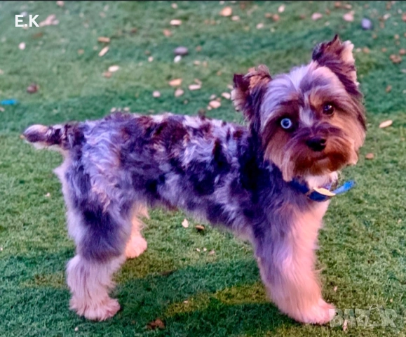 Йоркширски териер, мъжки мерле, снимка 3 - Йоркширски териер - 52876986