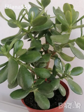 дървото на живота-евтин и оригинален подарък за всеки, снимка 3 - Стайни растения - 7081687