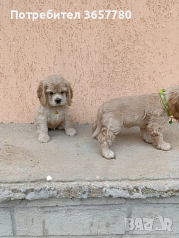 Американски кокер шпанол