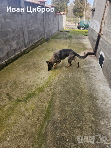 Сива немска овчарка , снимка 3 - Немска овчарка - 53475000