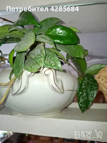 продавам тази хоя карноза, снимка 2 - Стайни растения - 50080527