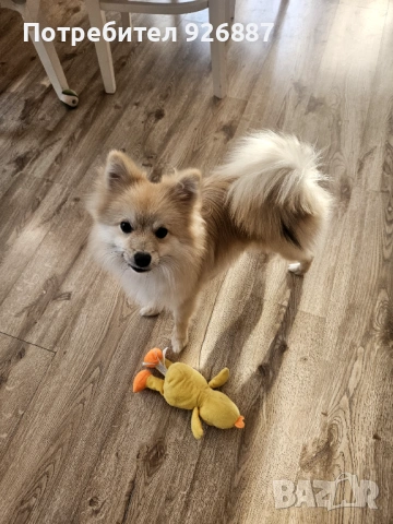 Мъжки померан мини шпиц, снимка 6 - Шпиц - 53343678