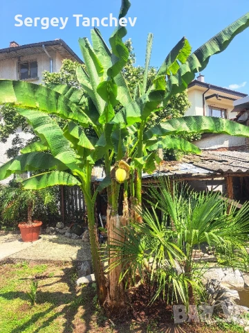 Бананови палми и др