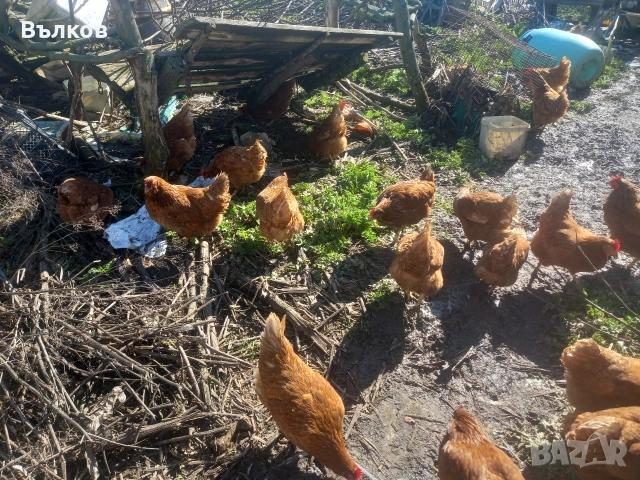 кокошки носачки 