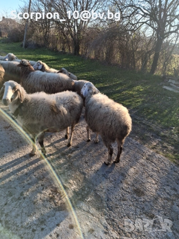 Продавам овце АВАСИ и АСАФ , снимка 1