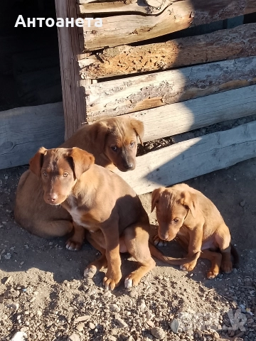 Подарявам, снимка 5 - Други - 52925614