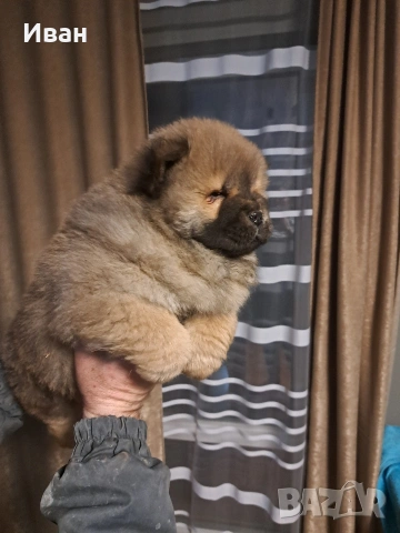 продавам чау чау , снимка 5 - Чау Чау - 53506141