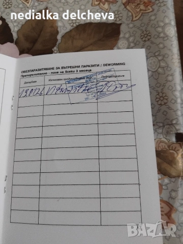 мини чихуахуа две момченца на 2месеца направена ваксина., снимка 3 - Чихуахуа - 53293544