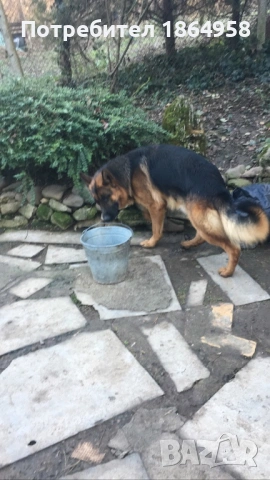  Бебета Немска Овчарка Доставка, снимка 5 - Немска овчарка - 53275025