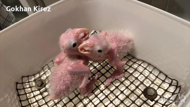 Папагали Ръжевотеменна Кайка, снимка 4 - Папагали - 51948855