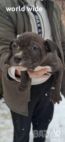 Бебета питбул, снимка 5 - Питбул - 52909896