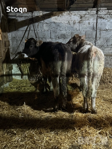 Продавам 5 Телета, снимка 4 - Крави - 52835390