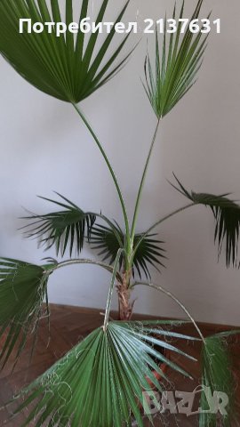 РАЗКОШНА ПАЛМА ВАШИНГТОНИЯ , снимка 1