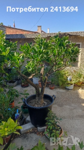 портокал "Валенсия"