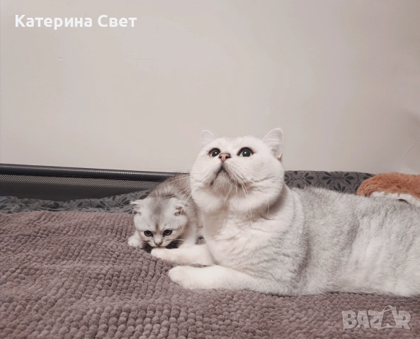 Чистокръвен шотландски клепоух, мъжко 3 месеца , снимка 11 - Британска късокосместа - 52446026