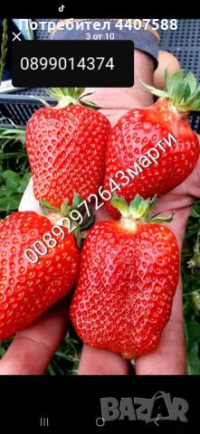 Разсад ягоди и малини 