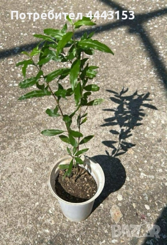 Нар разсад , снимка 2 - Градински цветя и растения - 50124167