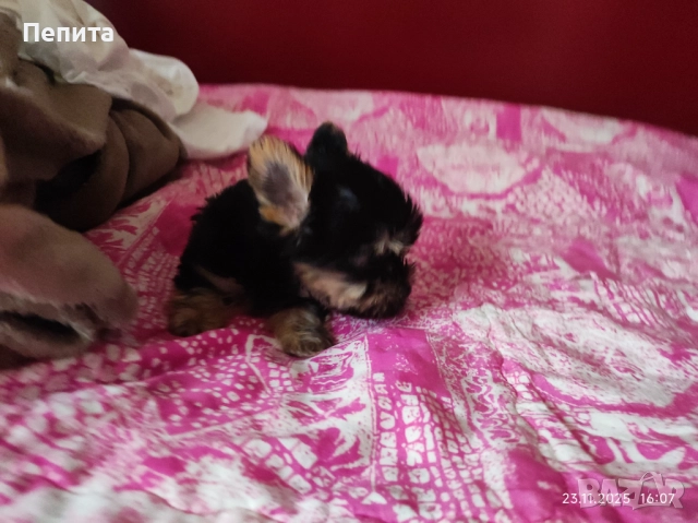 Мини йоркширски териер, снимка 4 - Йоркширски териер - 52514508