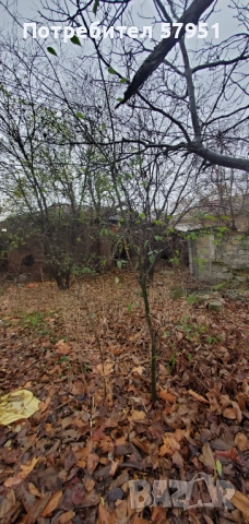 Дворно място, Димитровград, снимка 4 - Парцели - 52567666