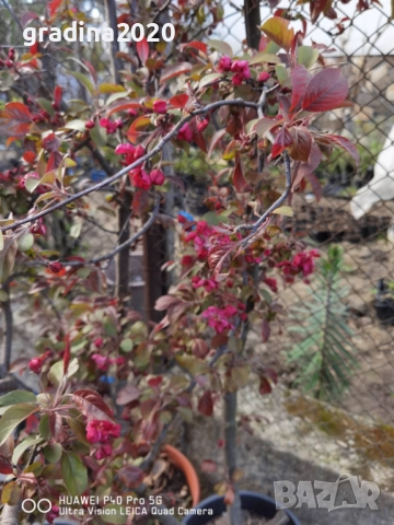 Декоративна червена ябълка Малус