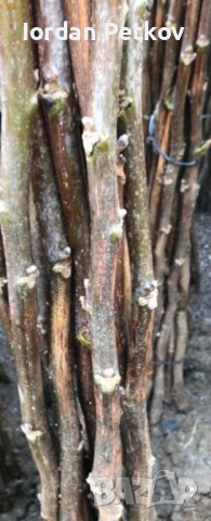 Орех чандлър, снимка 7 - Разсади - 32170528