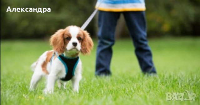 Разхождане на кучета, снимка 1