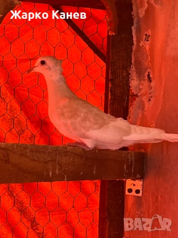 Смеещи  се гугутки, снимка 5 - Гълъби - 50999348