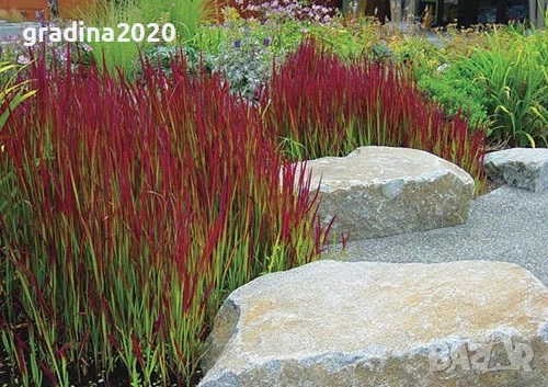 Императа / Imperata cylindrica, снимка 3 - Градински цветя и растения - 29191634