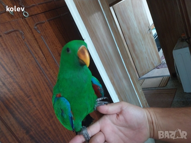 Папагал Еклектус мъжки /бебе , снимка 5 - Папагали - 53571247