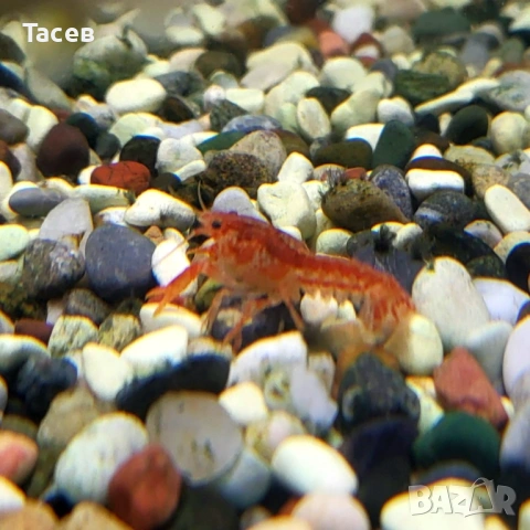 Мини рачета