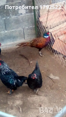 Бели и чернокрили пауни , снимка 3 - други­ - 52822811