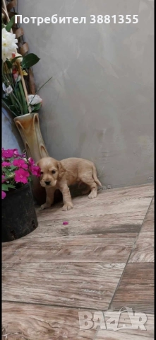 Кокер Шпаньол бебета, снимка 4 - Кокер шпаньол - 52635265
