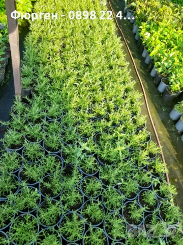 Розмарин Каскаден - Rosmarinus officinalis prostrata, снимка 2 - Разсади - 51360286