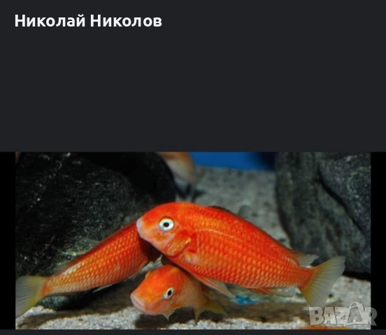Африкански Цихлиди Танганика, снимка 10 - Рибки - 51768238