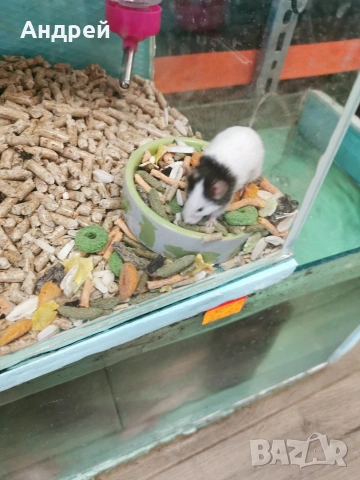 панди , снимка 2 - Хамстери - 53425121