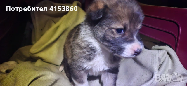 Малки кученца, снимка 5 - Други - 53316990