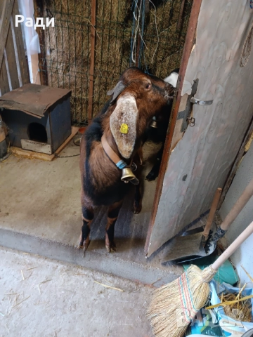 Продавам , снимка 2 - Кози - 52828052