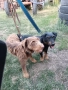ягдтериер, снимка 15