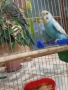 Млади Вълнисти папагали , снимка 2